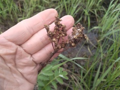 Filipendula stepposa
