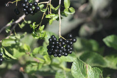 Heliotropium curassavicum