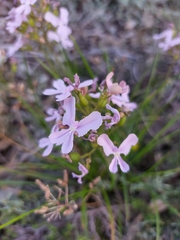 Stylidium affine