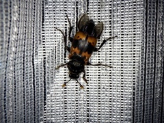 Nicrophorus quadripunctatus