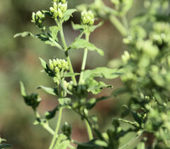 Parthenium confertum