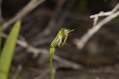 Pterostylis turfosa