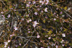 Boronia