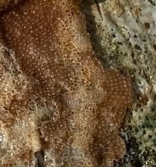 Cryptosula pallasiana