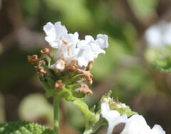 Lantana achyranthifolia
