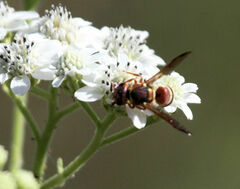 Euodynerus annulatus