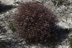 Boronia inornata