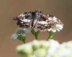 Chiomara georgina