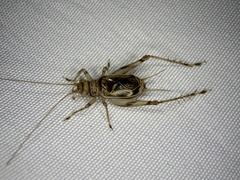 Svistella bifasciata