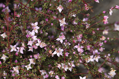 Boronia inornata