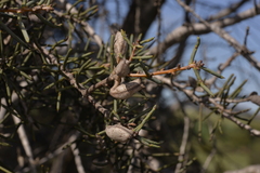 Hakea preissii