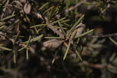 Hakea preissii