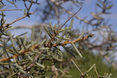 Hakea preissii