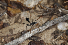 Myrmecia rubripes