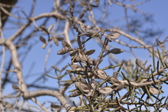 Hakea preissii