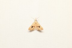 Trigonistis asthenopa