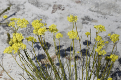 Glischrocaryon aureum