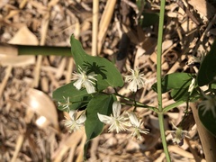 Clematis chinensis