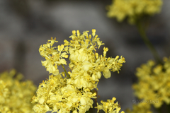 Glischrocaryon aureum