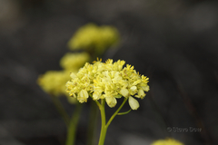 Glischrocaryon aureum