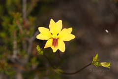 Goodenia trinervis