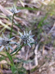 Eryngium pinnatifidum