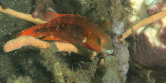 Oxycheilinus bimaculatus