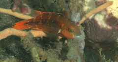 Oxycheilinus bimaculatus