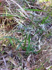 Eryngium pinnatifidum