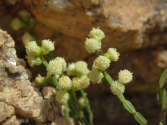 Baccharis articulata