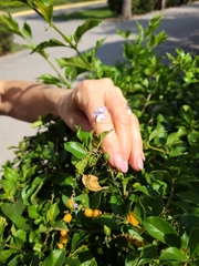 Duranta erecta