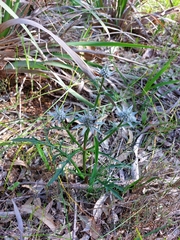 Eryngium pinnatifidum