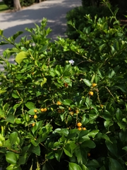 Duranta erecta