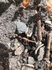 Pheidole obscurithorax
