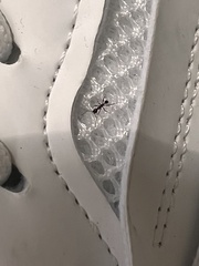 Pheidole obscurithorax
