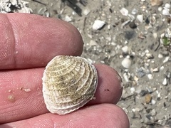 Chione elevata