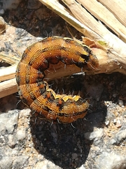 Helicoverpa armigera