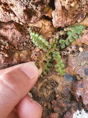 Asplenium subglandulosum