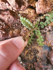 Asplenium subglandulosum