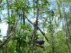 Argiope radon