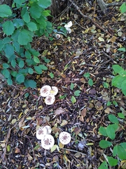 Agaricaceae