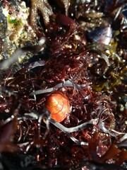 Calliostoma zizyphinum