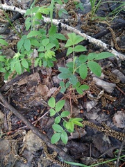 Rosa majalis