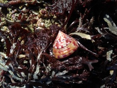 Calliostoma zizyphinum