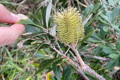 Banksia integrifolia