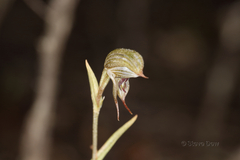 Pterostylis occulta