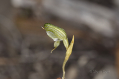 Pterostylis occulta
