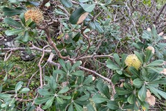 Banksia integrifolia