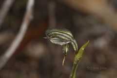 Pterostylis occulta