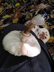 Agaricaceae